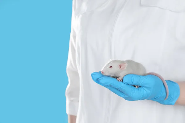 Scientist holding rat on light blue background, closeup. Animal testing concept