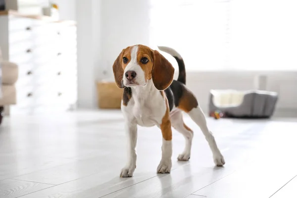 Cute Beagle Hvalp Derhjemme Nuttet Kæledyr - Stock-foto