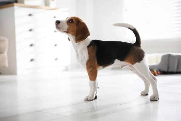 Bonito Cachorro Beagle Casa Adorável Animal Estimação — Fotografia de Stock