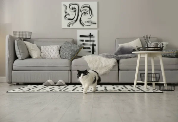 客厅里靠近灰色大沙发的猫 室内设计 — 图库照片