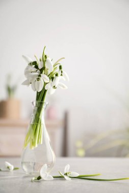 Açık gri masadaki cam vazoda güzel kardamlası çiçekleri, metin için boşluk