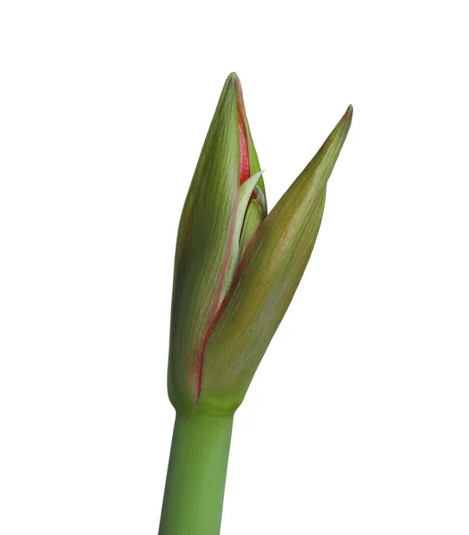 Schöne Frische Hippeastrum Blütenknospe Isoliert Auf Weiß — Stockfoto