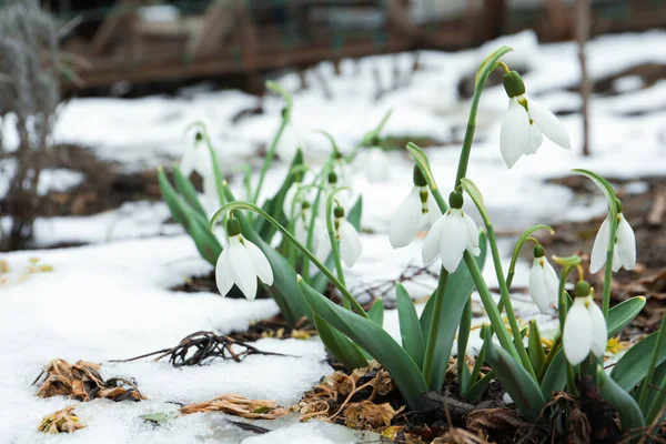 Hermosas Gotas Nieve Que Florecen Creciendo Aire Libre Flores Primavera —  Fotos de Stock