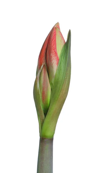 Krásné Čerstvé Amaryllis Květiny Bílém Pozadí — Stock fotografie