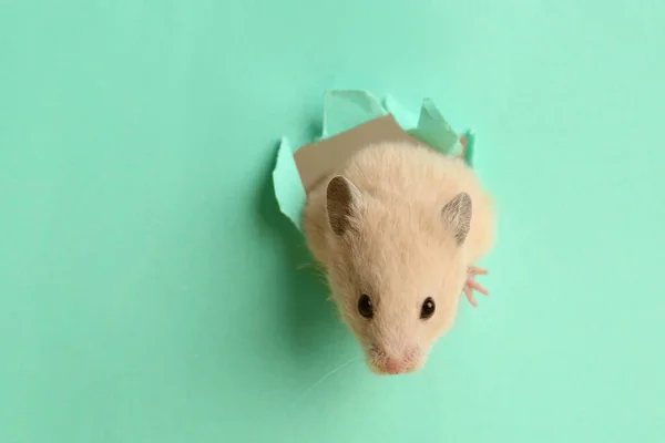 Schattige Kleine Hamster Kijkt Uit Het Gat Turquoise Papier Ruimte — Stockfoto