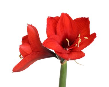 Güzel kırmızı Amaryllis çiçeği beyaza izole edilmiş.