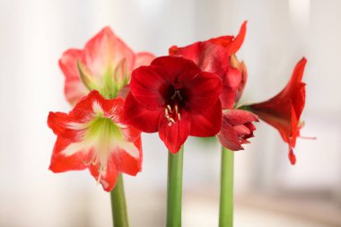 Işıklı arka planda güzel kırmızı Amaryllis çiçekleri, yakın plan