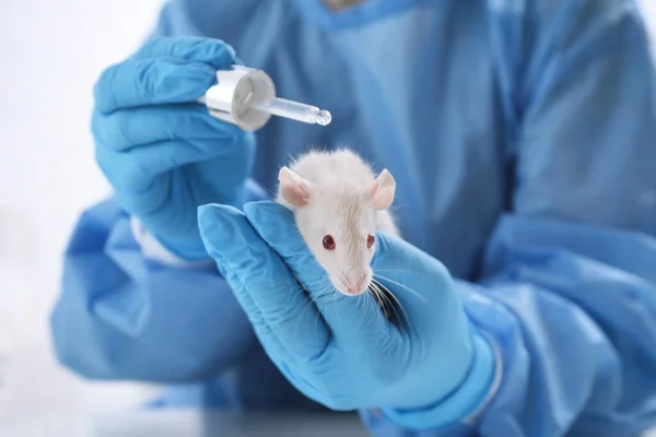 Scientist with rat and cosmetic product in chemical laboratory, closeup. Animal testing