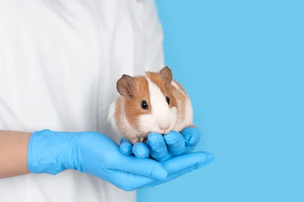 Wetenschapper Met Cavia Lichtblauwe Achtergrond Close Begrip Dierproeven — Stockfoto