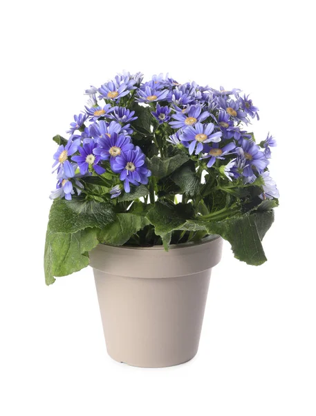 Hermosa Planta Cineraria Púrpura Maceta Aislada Blanco — Foto de Stock