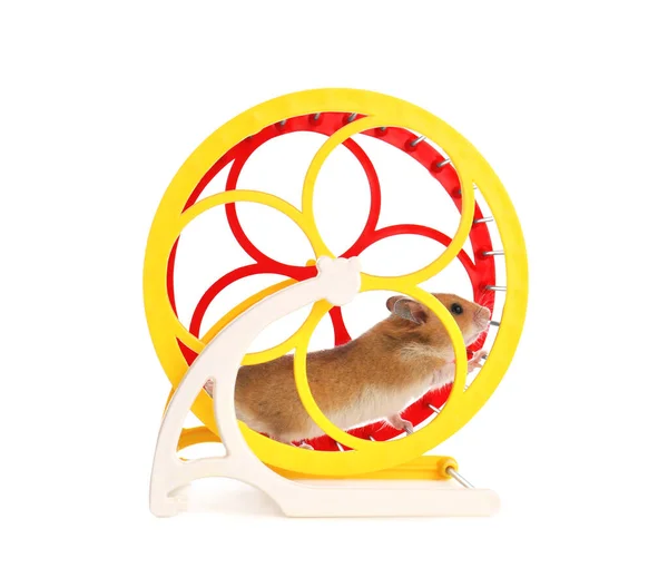 Niedliche Kleine Hamster Spinnrad Auf Weißem Hintergrund — Stockfoto