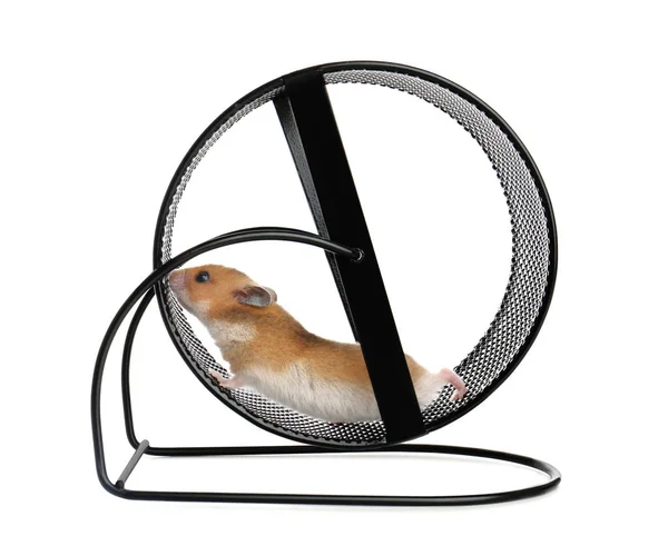 Niedliche Kleine Hamster Spinnrad Auf Weißem Hintergrund — Stockfoto