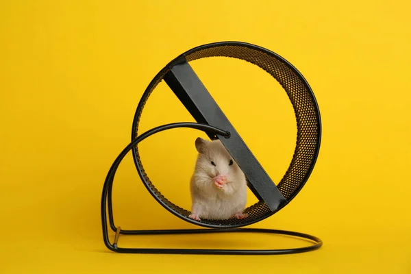 Söt Liten Hamster Snurrande Hjul Gul Bakgrund — Stockfoto