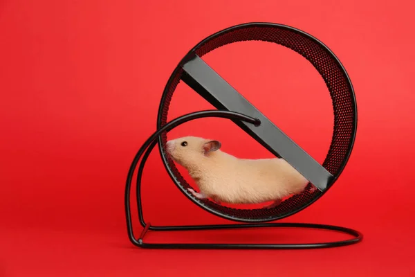 Söt Liten Hamster Snurrande Hjul Röd Bakgrund — Stockfoto