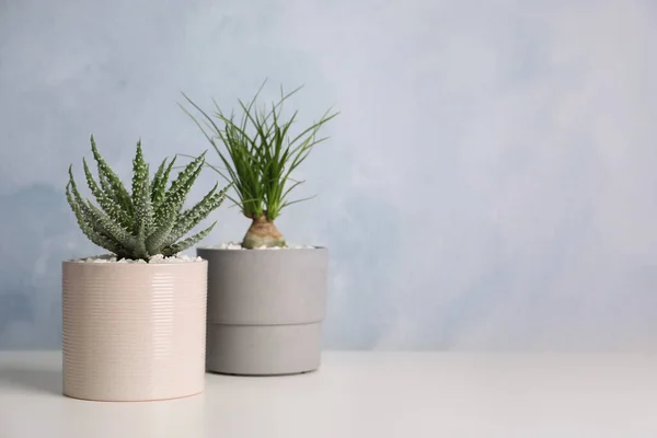 Aloe Dan Nolina Yang Cantik Dalam Pot Atas Meja Putih — Stok Foto