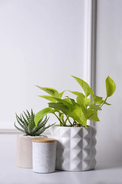 Indah Scindapsus Dan Aloe Dalam Pot Atas Meja Putih Tanaman — Stok Foto