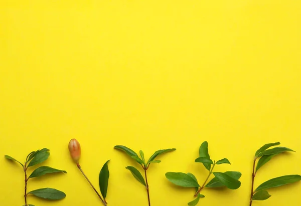 石榴枝 叶绿色 芽在黄色的背景上 案文的篇幅 — 图库照片