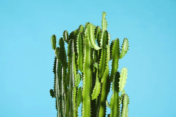 Hermoso Cactus Sobre Fondo Azul Claro Planta Tropical —  Fotos de Stock