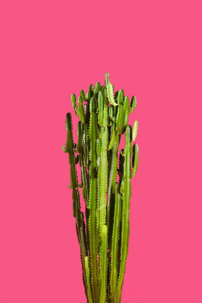 Bellissimo Cactus Sfondo Rosa Impianto Tropicale — Foto Stock