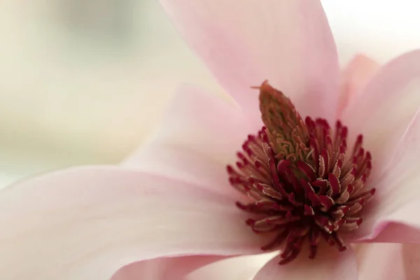 Bunga Magnolia Merah Muda Yang Indah Pada Latar Belakang Tertutup — Stok Foto