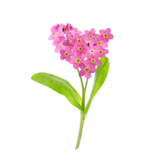 Delicate Pink Forget Flowers White Background — Stock Photo, Image