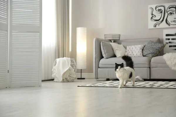 Chat Près Grand Canapé Gris Dans Salon Design Intérieur — Photo