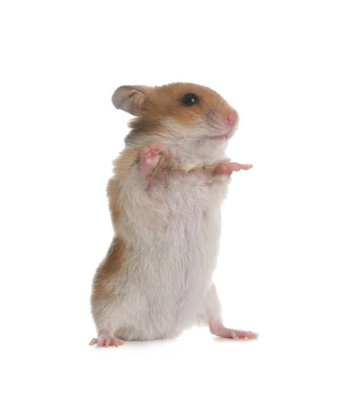 Adorável Hamster Sírio Sobre Fundo Branco Pequeno Animal Estimação — Fotografia de Stock