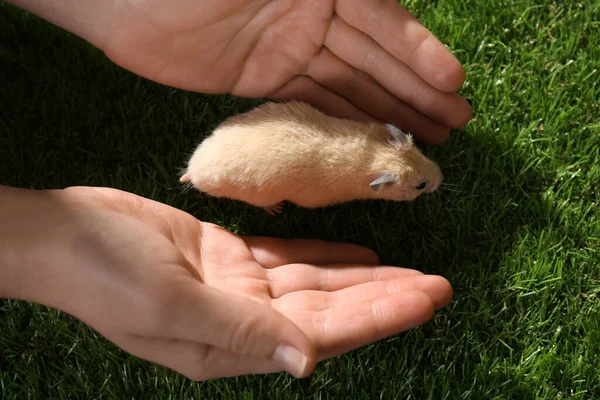 Mujer Con Pequeño Hámster Lindo Hierba Verde Aire Libre Sobre —  Fotos de Stock