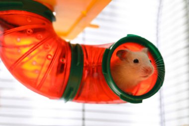Cute little fluffy hamster in play house clipart