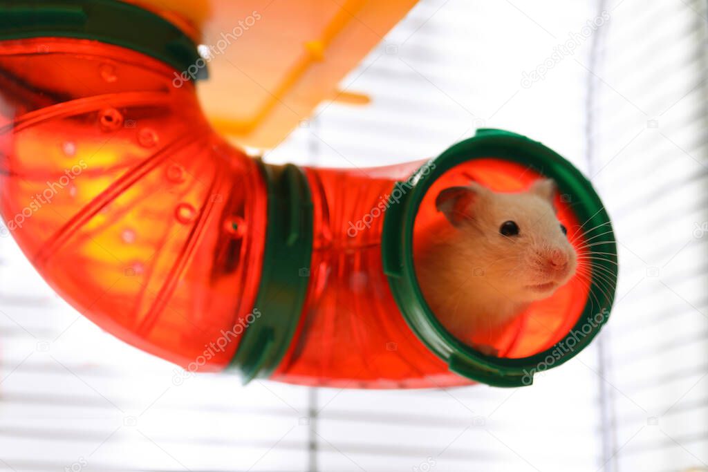 Cute little fluffy hamster in play house