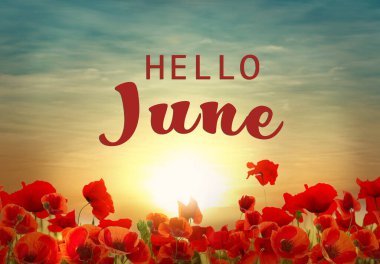 Merhaba June. Gün batımında güzel kırmızı gelincik çiçekleri