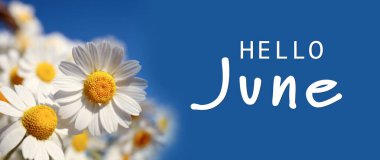 Merhaba June. Mavi arka planda güzel çiçek açan papatyalar, afiş tasarımı 