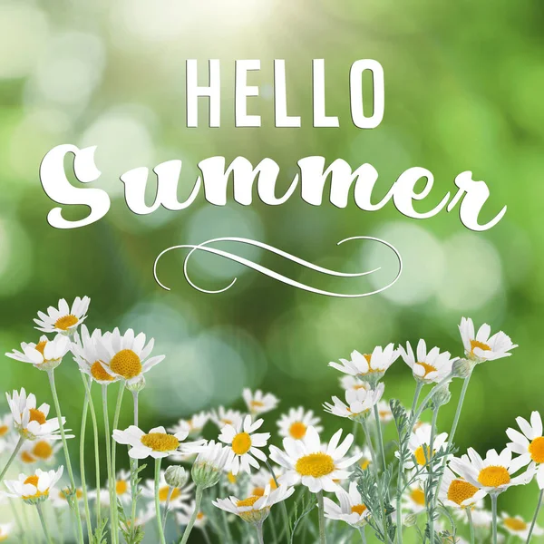 Hello Summer Beautiful Chamomile Flowers Outdoors Sunny Day — Stock Photo, Image