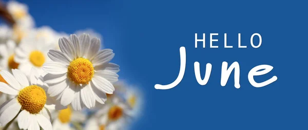 Ciao June Belle Camomille Fiore Sfondo Blu Design Banner — Foto Stock