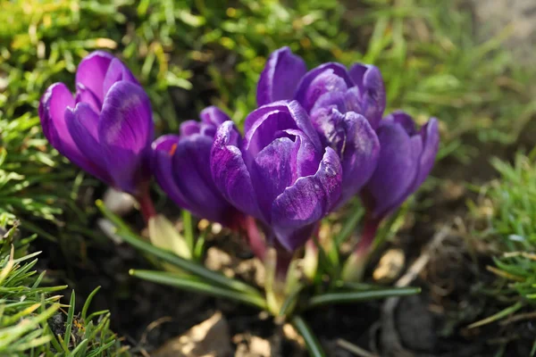 Schöne Lila Krokusblüten Die Garten Wachsen Nahaufnahme — Stockfoto