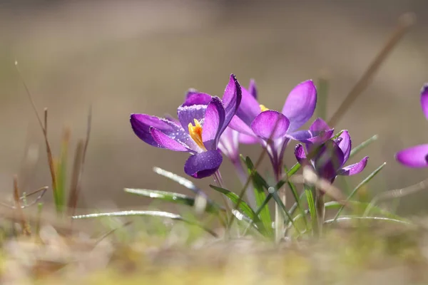 Fleurs Crocus Violet Frais Poussant Sur Fond Flou — Photo