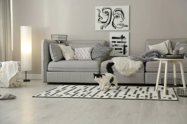 Kočka Poblíž Velké Šedé Pohovky Obývacím Pokoji Návrh Interiéru — Stock fotografie
