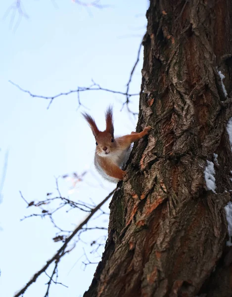 Cute Squirrel Acacia Tree Winter Forest — Stock Photo, Image