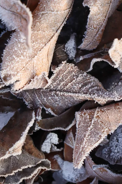 Suché Listy Pokryté Chrastítkem Venku Zimě Ráno Detailní Záběr — Stock fotografie