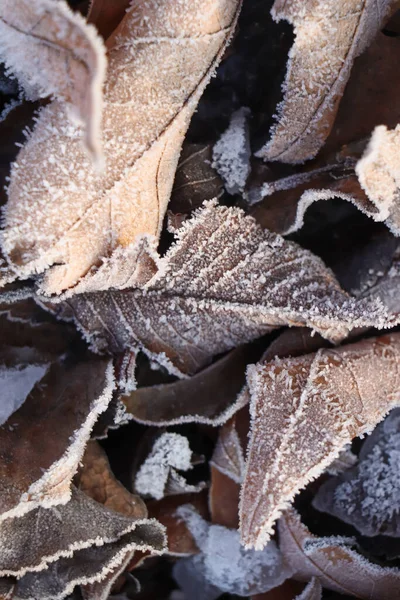 Hojas Secas Cubiertas Con Escarcha Aire Libre Mañana Invierno Primer —  Fotos de Stock