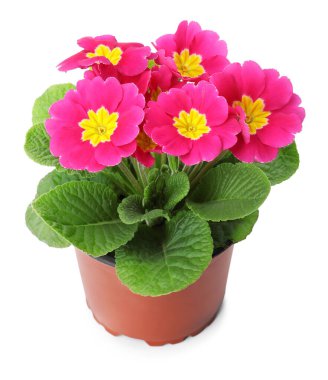 Beyaz üzerine izole pembe çiçekli güzel primula (primrose) bitkisi. Bahar çiçekleri.