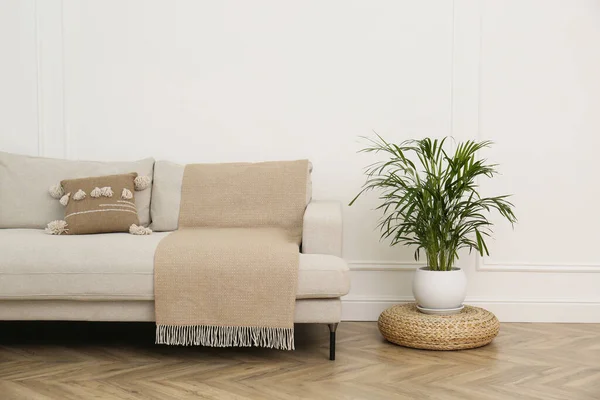 Comfortable sofa and houseplant near white wall in living room