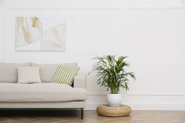 Comfortable Sofa Houseplant White Wall Living Room — Stock Photo, Image