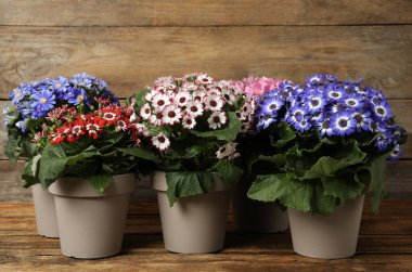 Beautiful cineraria plants in flower pots on wooden table clipart
