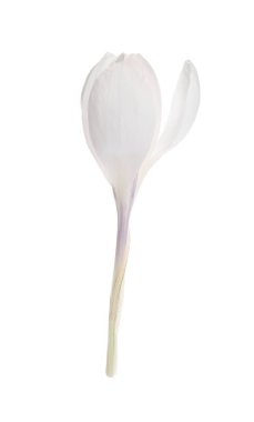 Beyaz üzerine izole edilmiş güzel taze kır çiçeği.