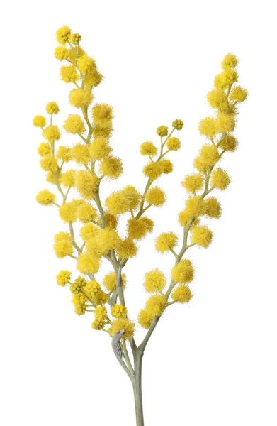 Mooie Gele Mimosa Bloemen Geïsoleerd Wit — Stockfoto