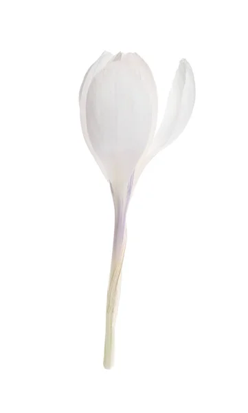 Красива Свіжа Квітка Крупа Ізольована Білому — стокове фото