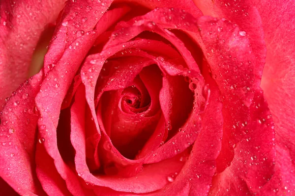 Hermosa Rosa Flor Con Gotas Agua Como Fondo Primer Plano —  Fotos de Stock