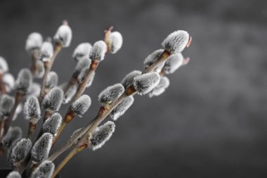Beautiful bouquet of pussy willow branches on grey background, closeup