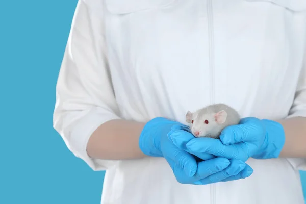 Scientist holding rat on light blue background, closeup. Animal testing concept